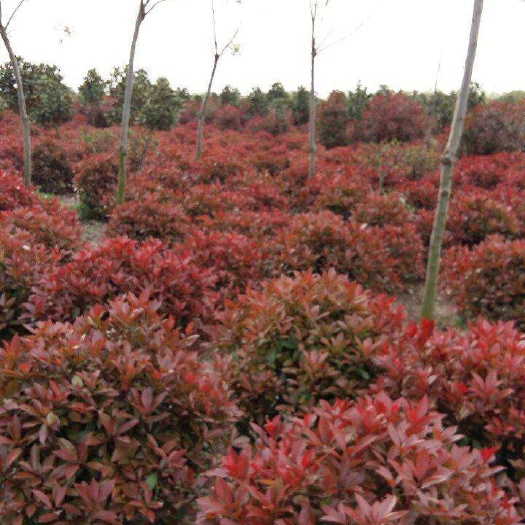 球花石楠