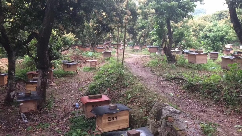 清远荔枝蜜 2年  散装