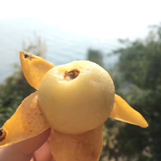 上饶 白玉枇杷批发