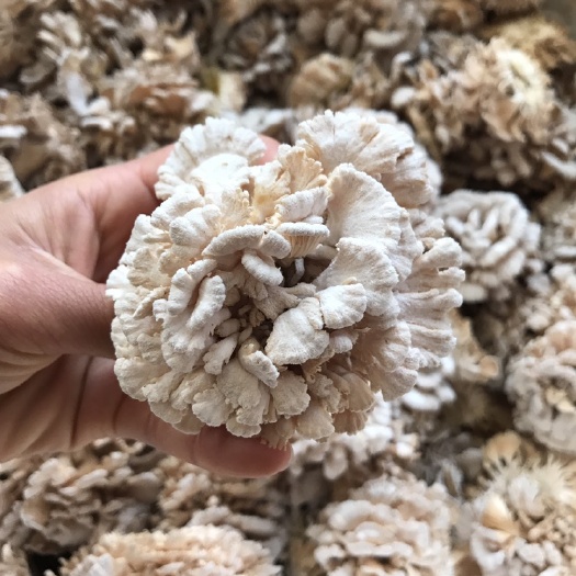 昆明 新鲜白参菌  雪莲菌  产地批发  云南特产  量大从优