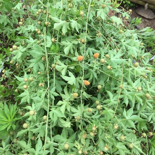 三门县 自产大批量覆盆子 树莓 干货