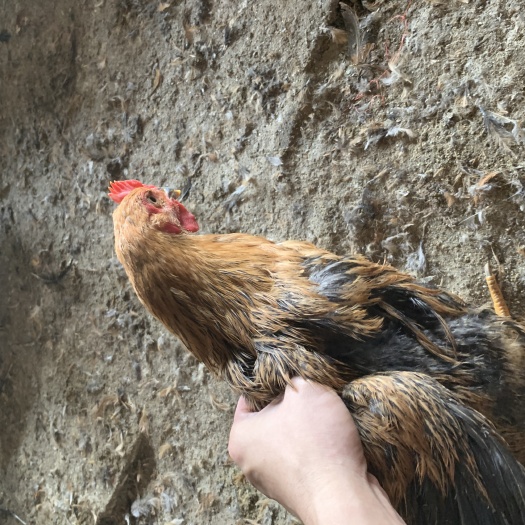 惠州麻鸡  散养麻黄鸡