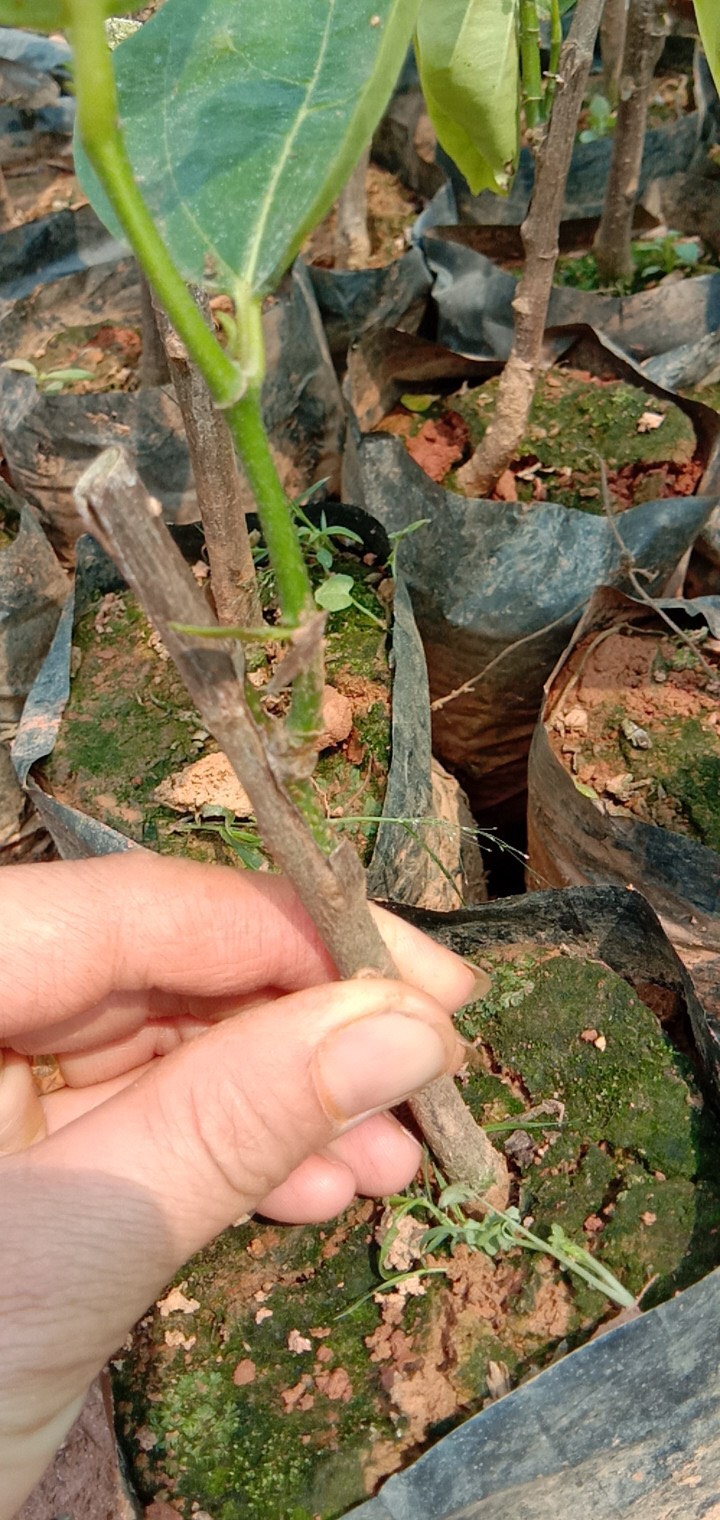 马来西亚一号菠萝蜜苗  马来西亚1号菠萝蜜  带营养杯发货