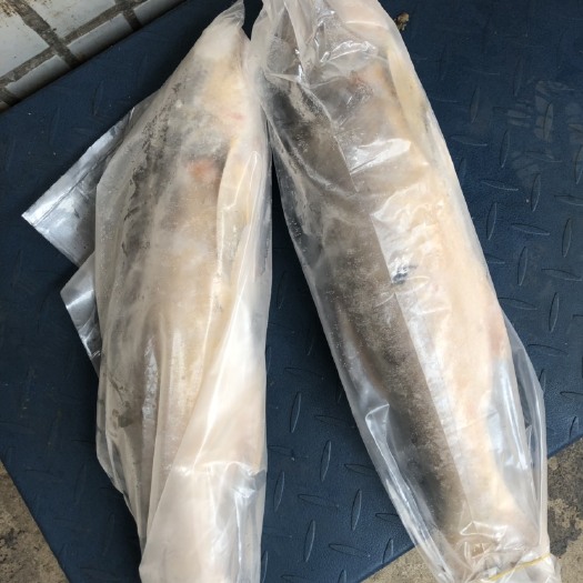 海口 马友鱼 大马友鱼