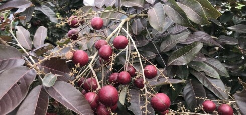 灵山县红壳龙眼苗  新品种泰国引进红皮龙眼苗