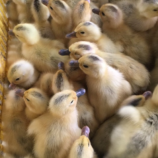 南宁蛋鸭苗 母苗