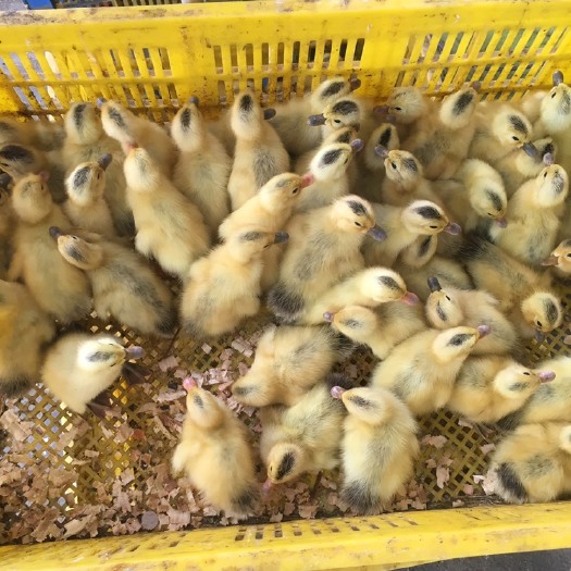 南宁 纯种蛋鸭苗