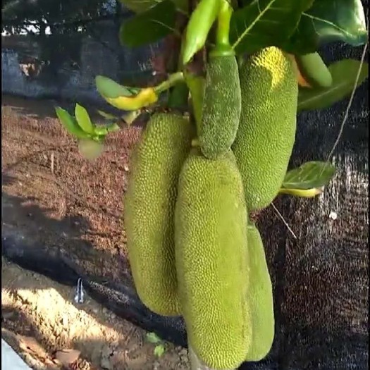 灵山县马来西亚一号菠萝蜜苗  马来西亚1号菠萝蜜  带营养杯发货