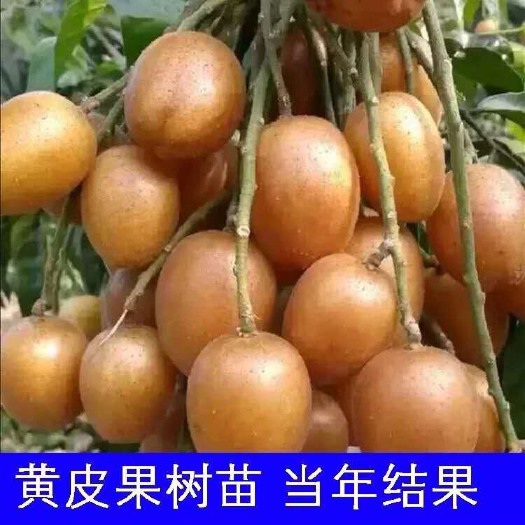 灵山县黑黄皮果苗