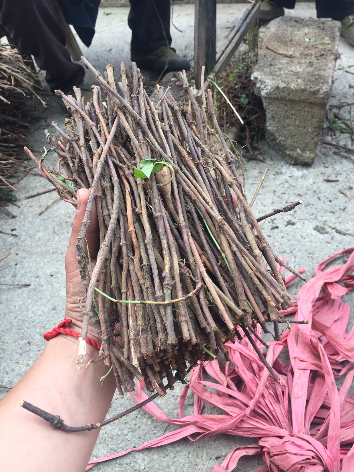 何首乌种子 何首乌中药材 种植3到4年