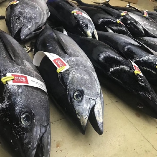 海口 澳洲蓝鳍金枪鱼