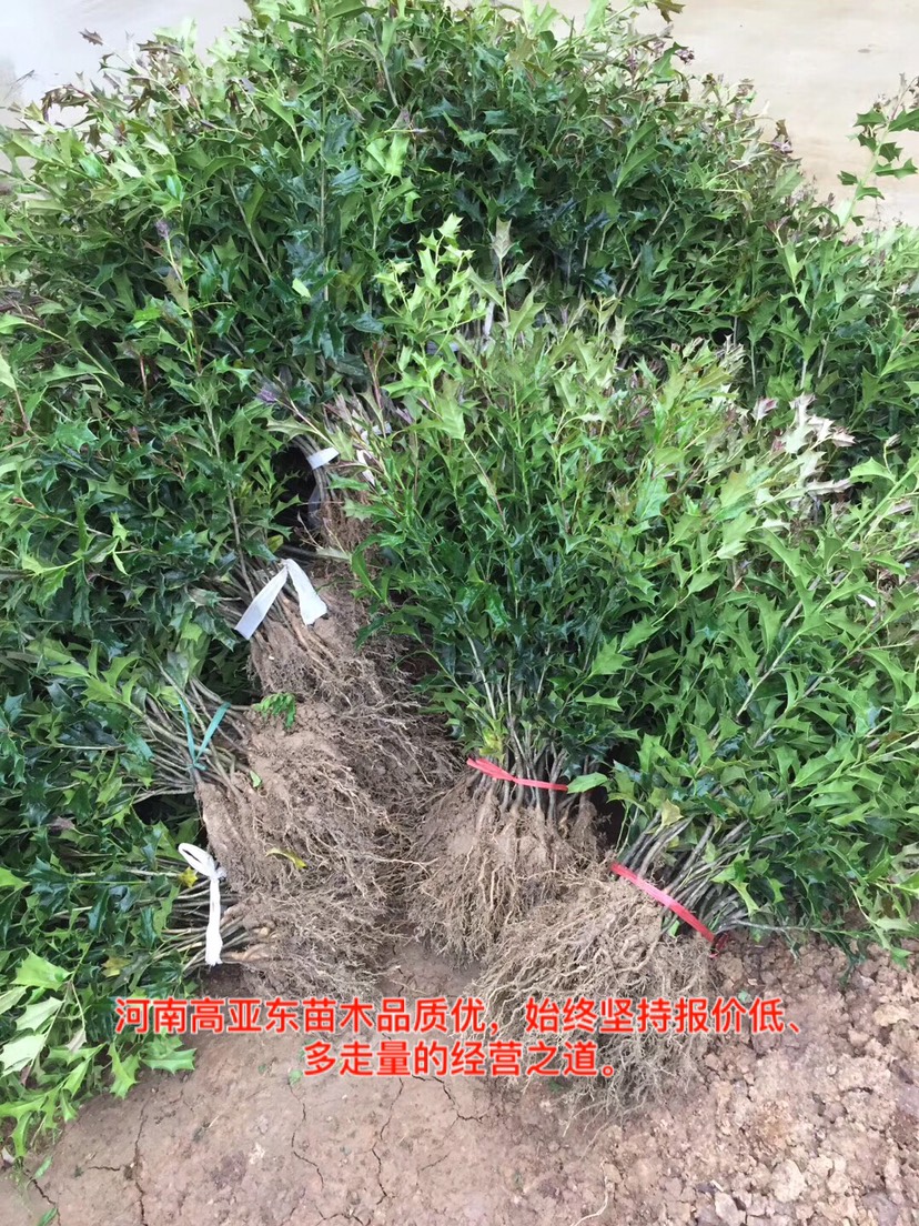  有刺构骨苗 、产地直销量大、规格齐全