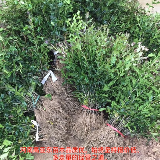 潢川县 有刺构骨苗 、产地直销量大、规格齐全