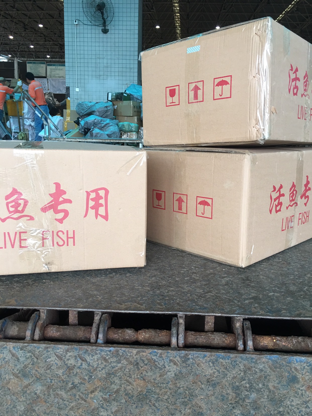  黄鲶鱼苗，南方大口鲶鱼苗