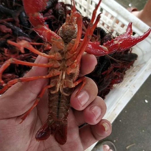 潜江市红壳小龙虾 青壳虾