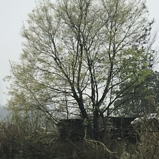 柳州小叶朴