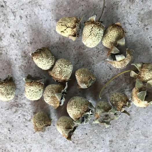 武义县 大量覆盆子上市