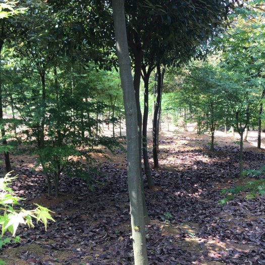 庐江县高杆石楠