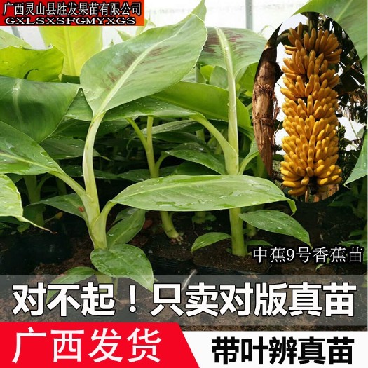 灵山县 新品种中蕉9号香蕉苗海南香蕉树苗