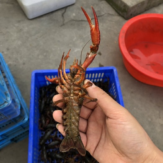 金湖县 金湖小龙虾