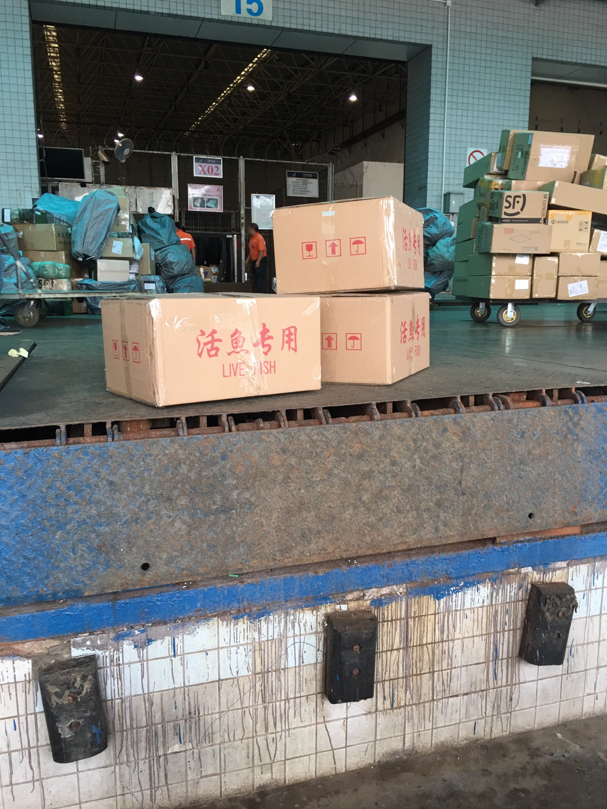  黄鲶鱼苗，南方大口鲶鱼苗