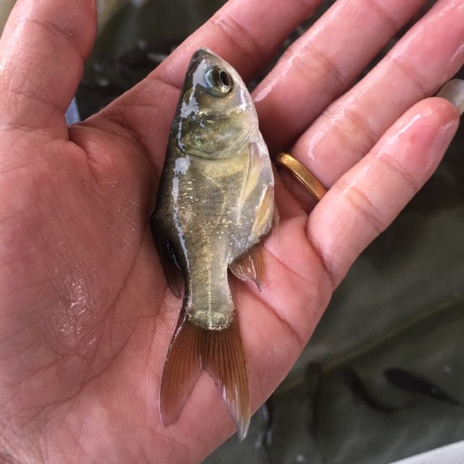 中山市缩骨大头鱼苗 缩骨花鲢，