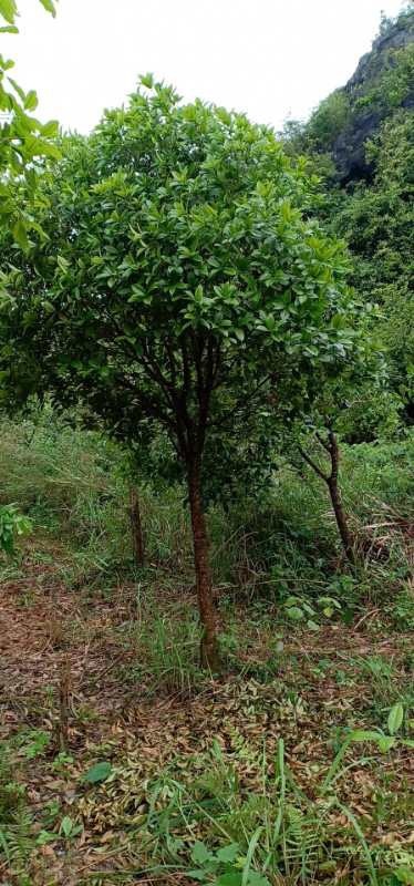 阳朔县普通桂花树 大量供应米痉8公分八月金桂