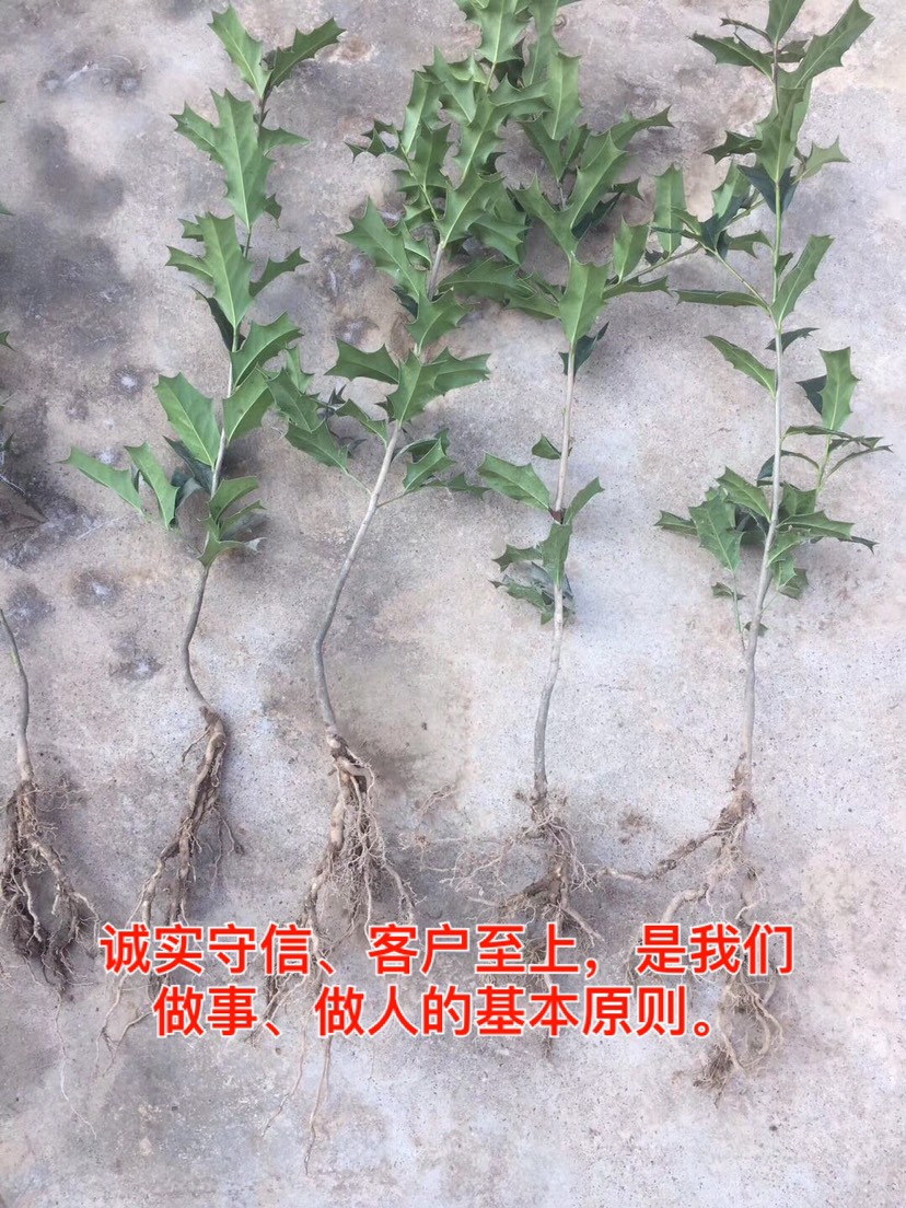  有刺构骨苗 、产地直销量大、规格齐全