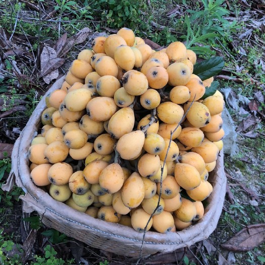 莆田 枇杷，最后几天
