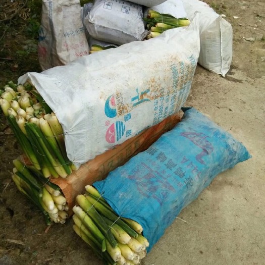 嵊州市浙大一号茭白