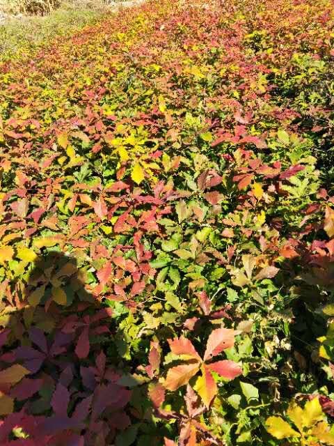 宽甸县 蒙古烁，柞树苗，大量现货