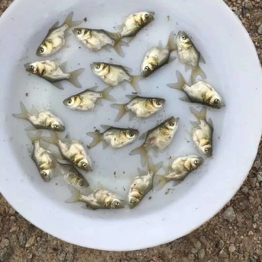 广州缩骨大头鱼苗 缩骨大头