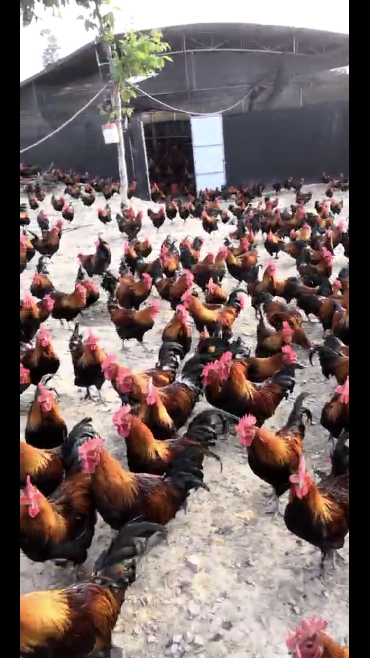  全玉米散养土鸡