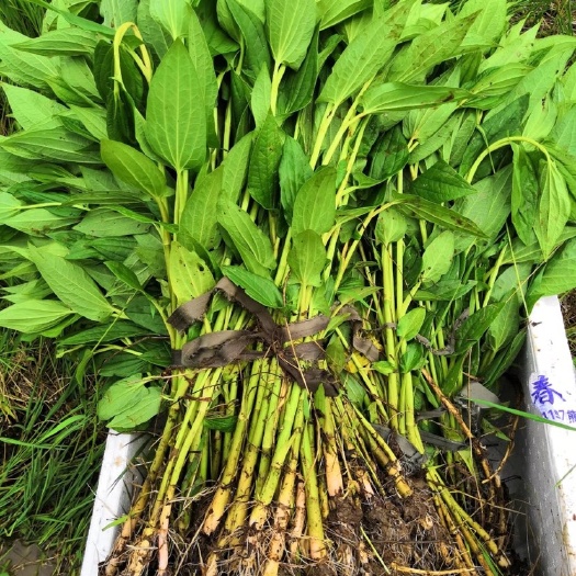 翻白草  三白草种苗