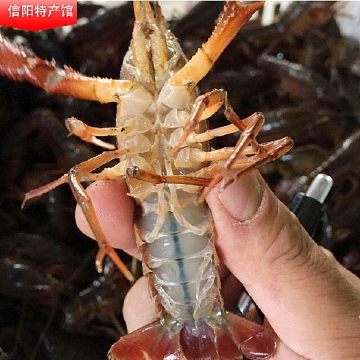 潢川县青壳小龙虾 789 大红 支持线上交易