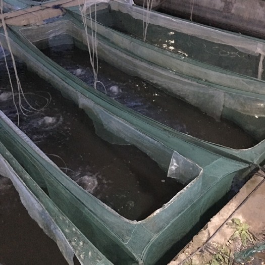 安顺 湖蟹苗批发