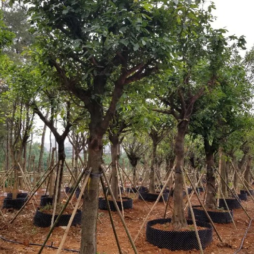 柳州黄榕 出售黄葛榕假植苗20-30公分