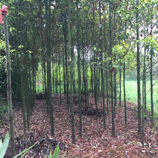 益阳樟树苗