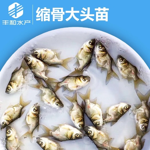 佛山 苗场直供广东佛山缩骨大头鱼苗