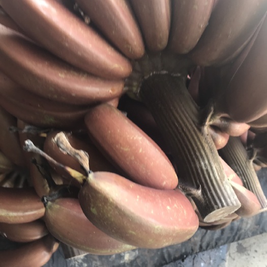 漳州红香蕉 八成熟