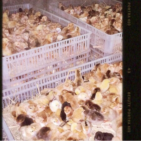 淮南 寿州土鸡苗