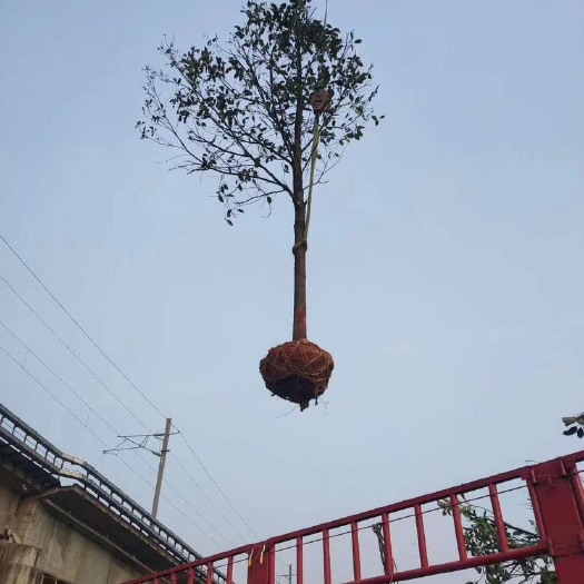 益阳全冠香樟