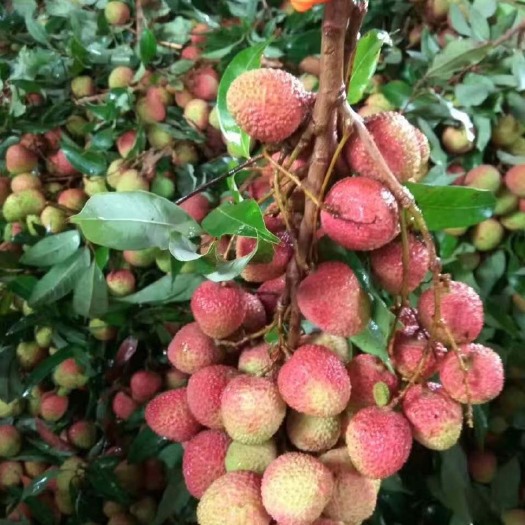 阳西县 荔枝白糖罂、妃子笑，5月大量上市，欢迎各位老板前来订购。