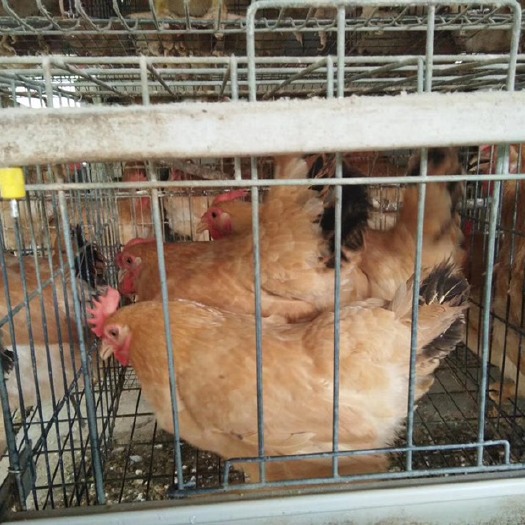  霞烟香鸡，2.4斤重，300天