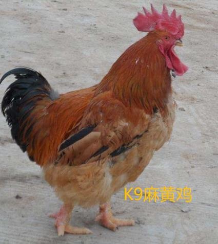 南宁K9鸡苗 快大K9鸡