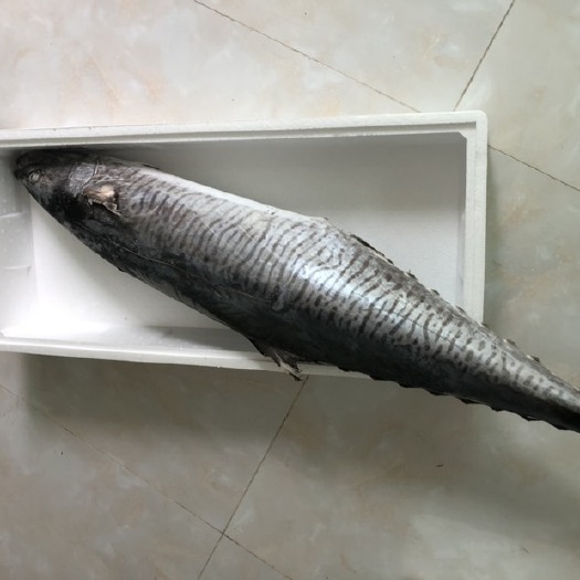 马交鱼 超大马鲛鱼