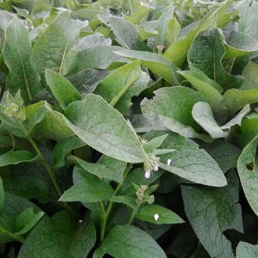 郓城县俄罗斯饲料菜种子 多年前根茎繁殖