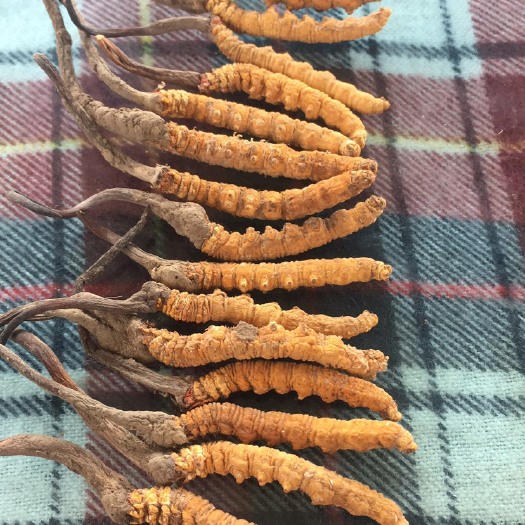 马尔康市冬虫夏草