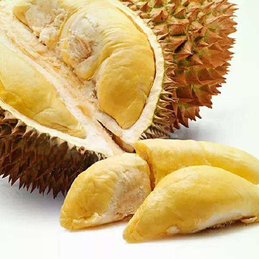 灵山县金枕榴莲苗  金枕榴莲果苗 嫁接苗 包邮