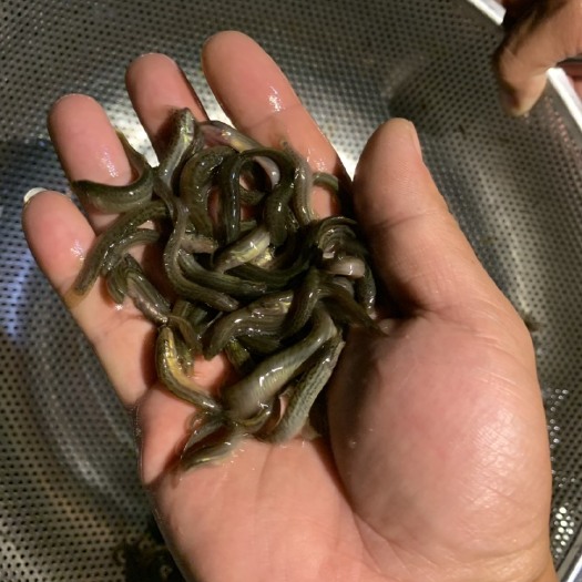 重庆市 泥鳅苗 泥鳅水花 成品泥鳅 种鳅